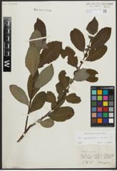 Foto von Salix appendiculata Vill. x Salix caprea L.